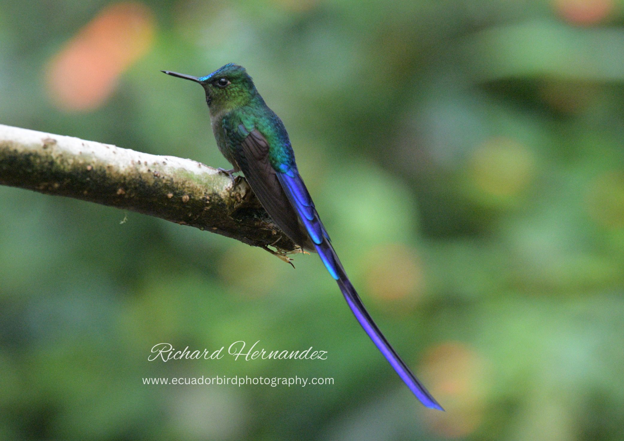 violet-tailed sylph